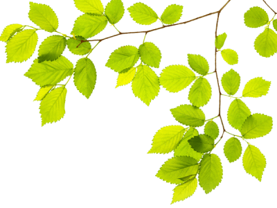 footer-right-leaves.yoGjvmJ_